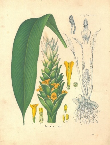 turmeric